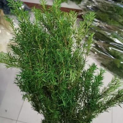 China Wholesale Hot Sale Natural Fresh Melaleuca Bracteata Plant Preserved Real Natural Melaleuca Bracteata Leaf Bouquet For Home Decor Wedding Decoration for sale