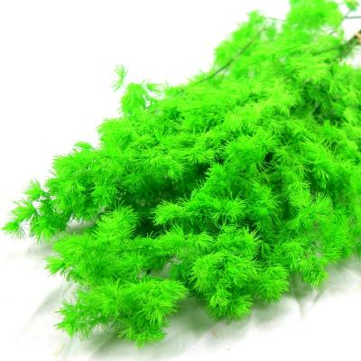 China Festival home decoration; Gift Source Factory Hot Sale Natural Preserved Asparagus Myriocladus For Luxury Home Decoration for sale