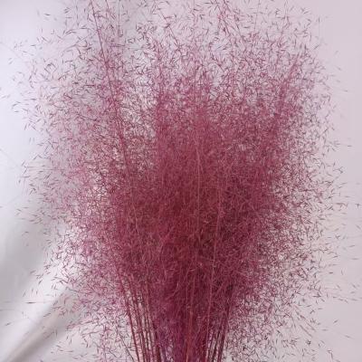 China Direct Supply of Beautiful Colorful Plant Preserved Flower Muhlenbergia Capillaris Muhly Grass Natural Everlasting Flower Preserved Muhly Grass for sale