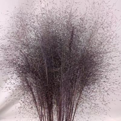 China Wholesales Beautiful Colorful Flowers Muhly Grass Dry Grass High Quality Real Natural Hairawn Muhly Preserved Capillaris Grass for sale