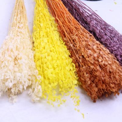 China Wedding Flower Arrangements Factory Wholesales High Quality Natural Pennycress Flower Preserved Small Mantle For Christmas Wedding Luxury Decoration for sale