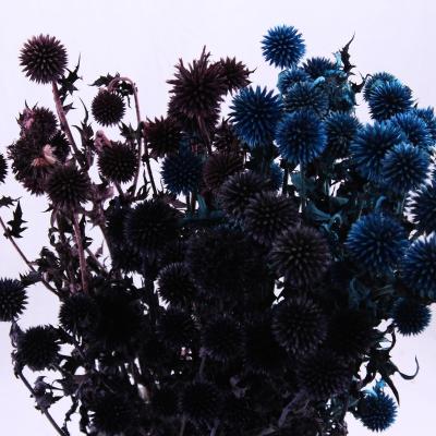 China Natural Touch Plant Hot Selling Blue Thistle Dried Flowers Tinted Dried Preserved Natural Eryngium Flowers Echinops Latifolius for sale