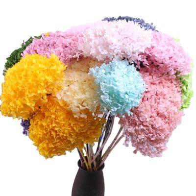 China Contact Factory Natural Wholesale Preserved Single Anna Hydrangea Multi Color A Grade 20-40cm Anna Preserved Hydrangea Macrophylla for sale