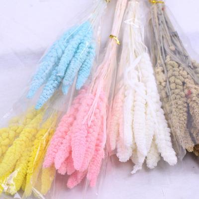 China Wholesale Natural Foxtail Italica For Home Wedding Decor Italica Dried Flower Colorful Dried Foxtail Plant Event Decoration for sale