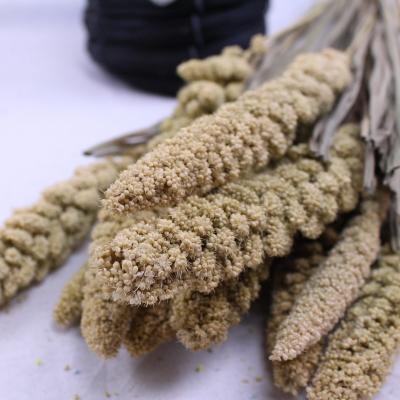 China Italica Plant Millet Flower Dried Foxtail Vase Filler Dry Grass Living Room Office Decor Events Decoration Real Direct Selling Office for sale