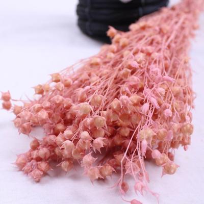 China Romantic High Quality Dry Preserved Flower Rich Beans Natural Acacia Beans from Yunnan Contact Selling Natural Hot Cheap Acacia Beans for sale