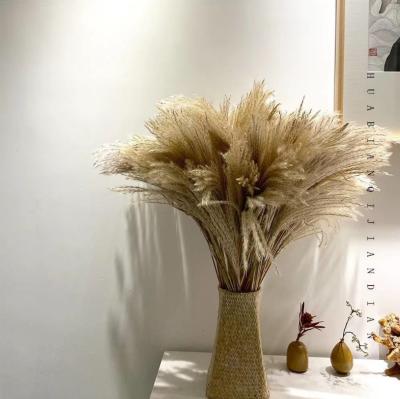 China J-005 Hot Selling Popular Home Decoration Eco-friendly/Durable Dried Preserved Flowers To Flower Artificial Pampas Grass Reeds For Wedding for sale