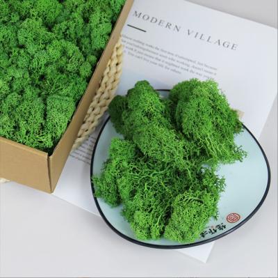 China Wholesale Eco-Friendly N-64 / Durable Preserved Moss Multi Color A Box 500g Grade Preserved Reindeer Moss For DIY Craft Fairy Gardens for sale