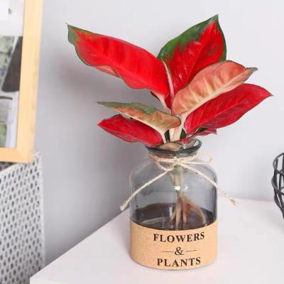 China Modern Indoor Bonsai Planter Pot Aglaonema Plants With Red Leaf Aglonema Sukson Jaipong Pot For Home for sale