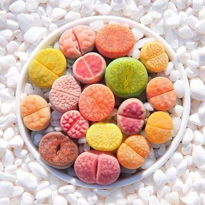 China Wholesale Ceramic Desktop Natural Plant Pot Lithops Plant Pot Indoor Mini Flower for sale