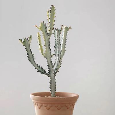 China CLASSIC wholesale popular flower pot for white euphorbia cactus cacti pot for indoor for sale