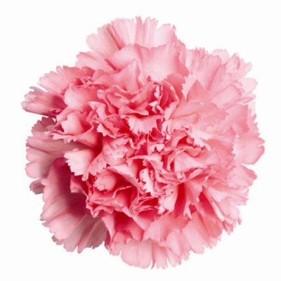 China Decoration Carnation Head Preserved NEW by Flora Carnation Summer Eternal Popular 2021 Decoration 4-5cm Material for Mother's Day Gift for sale