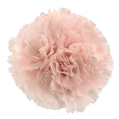 China Decoration Carnation Head Preserved Colorful Decoration Junio ​​Good Quality 4-5cm NEW Eternal Beautiful Carnation As Mother's Day Gift&DIY Gift for sale