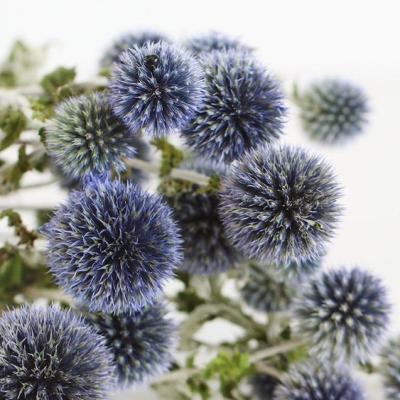 China Hot selling summer Flora Yunnan Long Lasting Flowers of decoration decoration preserved Echinops sphaerocephalus for decoration for sale