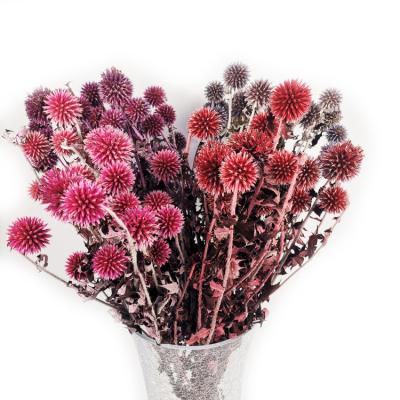 China Wedding Flower Arrangements Wedding Stems Floral Arrangements Summer Flora Plant Supply Colorful Natural Dried Flowers For Home Decoration Preserved Flower Blue Planet for sale