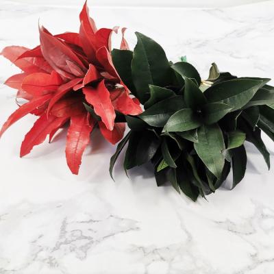 China Wedding Flower Arrangements Wedding Flower Arrangements Summer Flora Decoration Leaves Plants Small Leaf Preserved Forever Flower Fragrans Leaves for sale