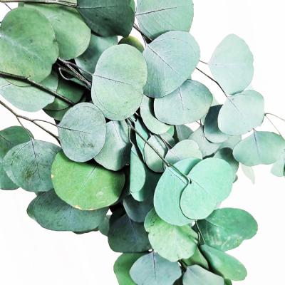 China Summer Flora Immortal Leaf Branches Leaves Natural Preserved Apple Eucalyptus Round Leaf Leaves For Office Christmas Decoration 40-60cm Length for sale