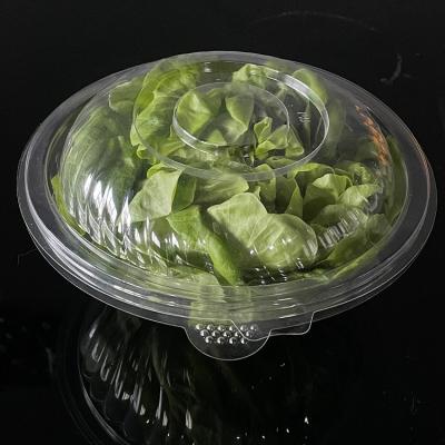 China Disposable Container For Food Clear 80oz Disposable Base With Lid Clear Salad Bowl Blister Fruit Salad Container for sale