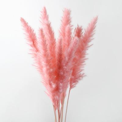 China Touch Natural Wholesale Customized 15-30pcs Available In Box Small Pampas Grass for sale