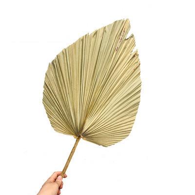 China Fashional Dried Flowers Natural Dried Flowers Bohemian Style Wedding Decoration Dried Palm Leaves For Home Decoration for sale