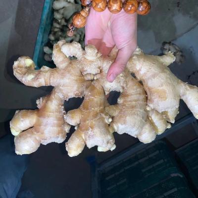 China Fresh fresh ginger with competitive price for sale