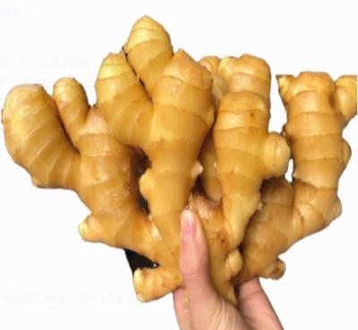 China 7 Days High Quality Chinese Fresh Ginger with Safety Packaging for sale