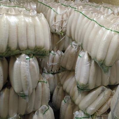 China Factory price fresh fresh chinese white radish for export for sale