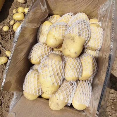 China Newest Factory Price Fresh Chinese Culture Bulk Fresh Potatoes for sale