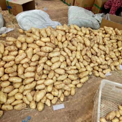 China China Factory Supply Newest Fresh Crop Bulk Fresh Potatoes for sale