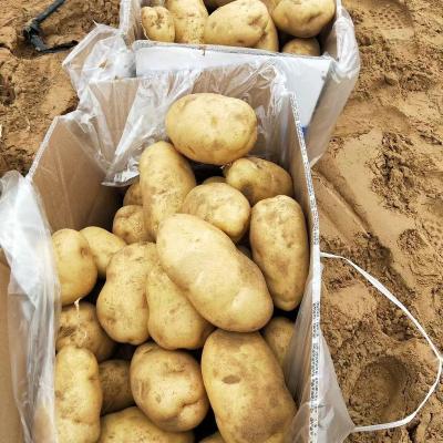 China Factory direct sales fresh Chinese selected fresh original potatoes for sale