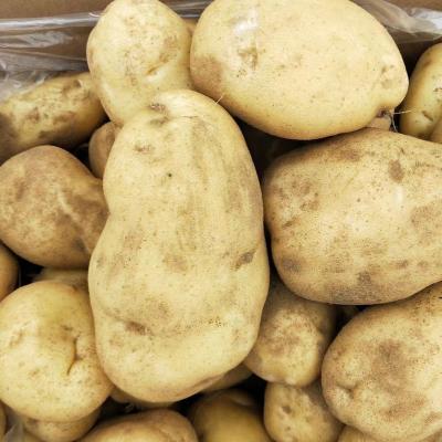 China Factory Offer Fresh Export Fresh Sweet Potatoes Bag For Fresh Potatoes for sale