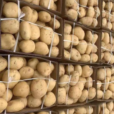 China Factory direct sale of the original bulk fresh potatoes for sale