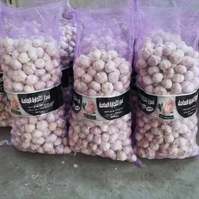 China Professional Supplier Wholesale Fresh Chinese Solo Garlic for sale