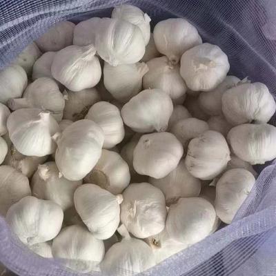 China Factory fresh competitive price fresh garlic in bulk the cheap price of garlic for sale