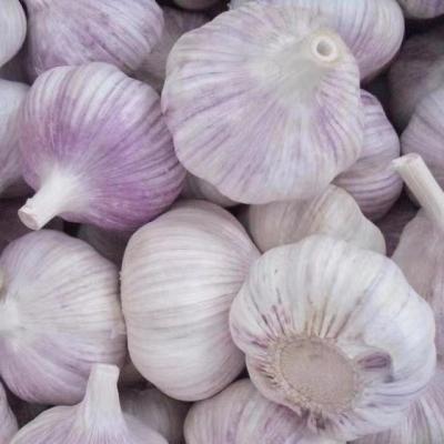 China Factory fresh competitive price fresh garlic in bulk the cheap price of garlic for sale