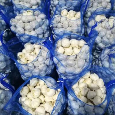 China Low Price High Quality Fresh Chinese 6P Pure White Garlic for sale