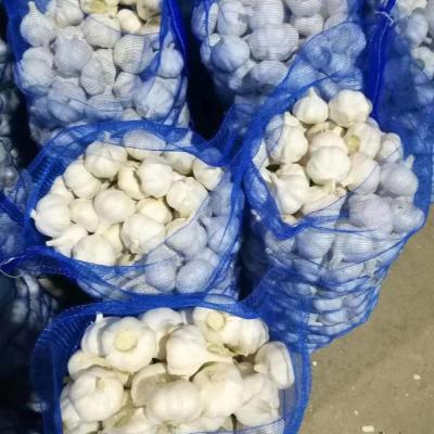 China New Wholesale Best Quality Fresh Vegetable Garlic Garlic With Cheap Price for sale