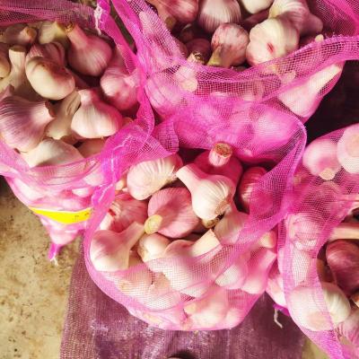 China China 2021 Fresh / Chinese Garlic Wholesale Price - New Crop, Hot Sales for sale