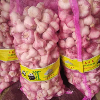 China fresh cheap price fresh garlic for sale