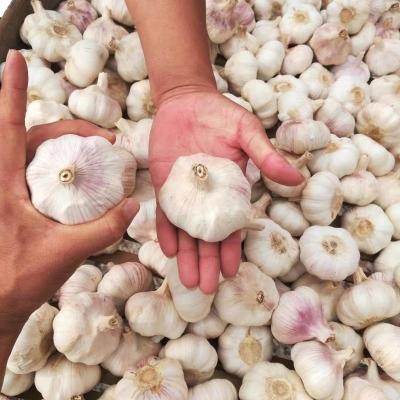 China Factory Supply China Fresh Normal Pure White Garlic for sale