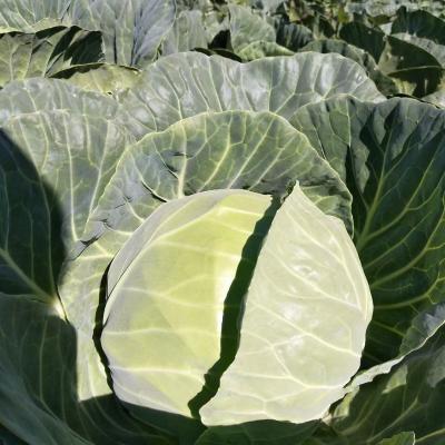 China Competitive Price Fresh Supply Chinese Fresh Cabbages With Box Package for sale