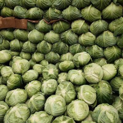 China Fresh Manufacturer Wholesale Export Fresh Cabbage with Credible Packing for sale