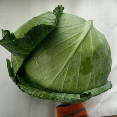 China fresh fresh common cabbage supplier for sale