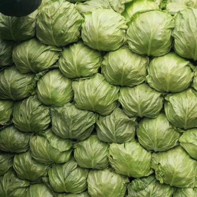 China Fresh Chinese Cabbage Export Exceptional Price Nice Quality Fresh for sale