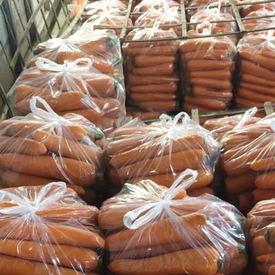 China Fresh Manufacturer Wholesale Nice Price Bag Orange Red Carrots for sale