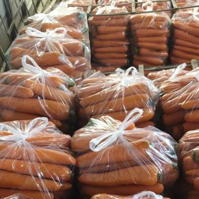 China China professional factory wholesale high quality fresh carrots for sale