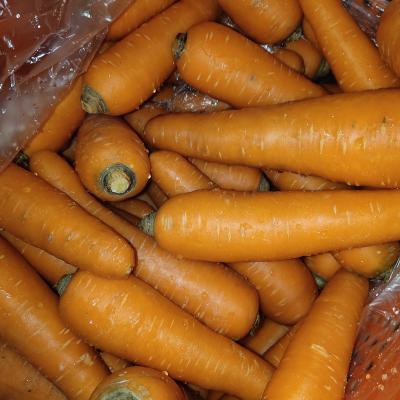 China China Fresh Competitive Price Wholesale High Quality Fresh Carrots for sale