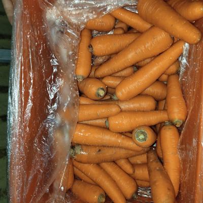 China Wholesale fresh exceptional quality carrots for sale for sale