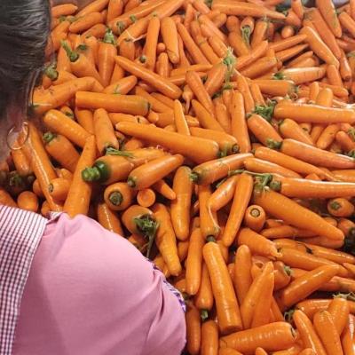 China Manufacturer Supply High Quality Fresh Organic Vegetable Carrot for sale