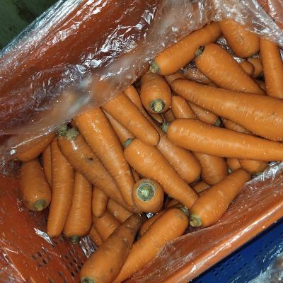 China Wholesale Supplier Fresh Carrot Exporter Fresh Organic Vegetable for sale